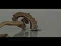 Фараонова змея: термическое разложение роданида ртути 