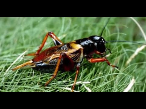 SUARA JANGKRIK PENGUSIR TIKUS l MUSIK TEMAN KERJA