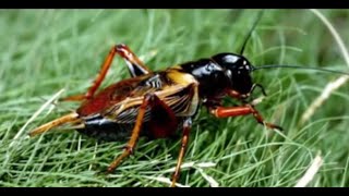 Download lagu SUARA JANGKRIK PENGUSIR TIKUS l MUSIK TEMAN KERJA mp3