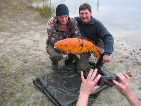 Tuszynek zarybianie pazdziernik 2015 - Carp Team Trójmiasto