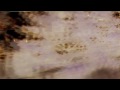 HELM - 'Release the Eagles' 