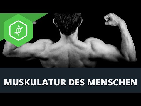 Muskulatur des Menschen