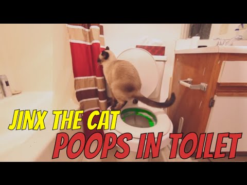 Cat poops in Toilet!  Large poo!  Jinx the Cat