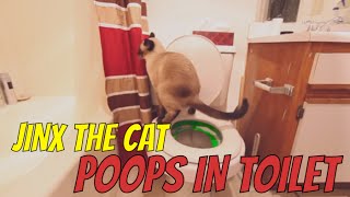 Cat poops in Toilet!  Large poo!  Jinx the Cat