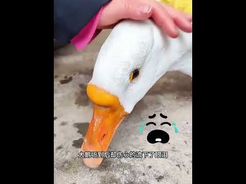 女子意外捡到只小鸭子，将其养大后，竟让全村人都傻眼了！ #动物救助 #主人 #animals #寵物友善日常 #pets #cute #感人壹幕