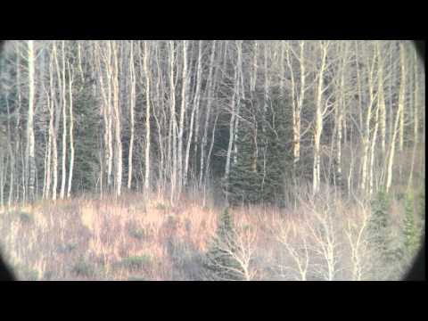 Long Range Elk Hunting 6x7 Bull at 1060 yards