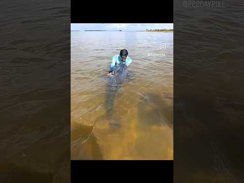 Surubi Gigante 30 kg Ita Ibate Corrientes