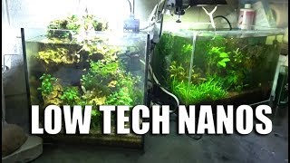 Nano Tanks, Plecos, and Updates! by Rachel O'Leary