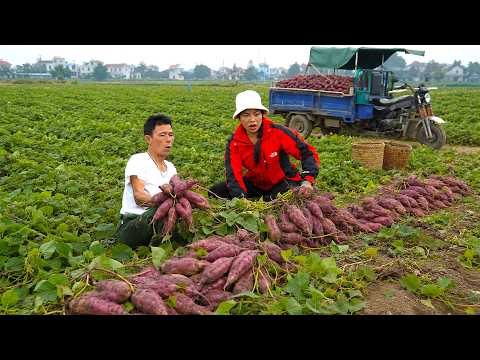 Cosecha De Más 1000+ Batatas Moradas...Y Luego Transportarlas al Mercado en Tractor Para Su Venta