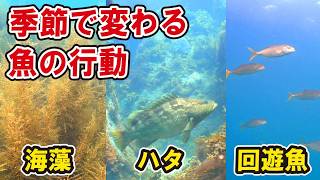 10年間海に潜り続けた結果、春から夏の海で起きる劇的な変化がコレだった