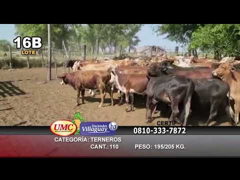 Lote 110 Novillitos en Empedrado, Corrientes