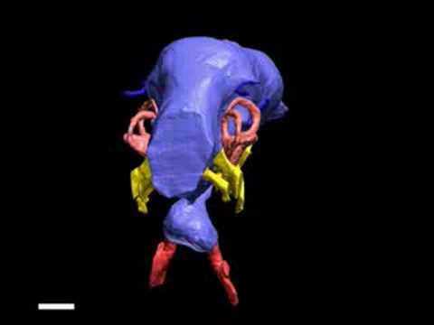 WitmerLab: Nigersaurus - Brain Endocast - Yaw