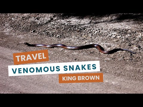 1,015 days in Australia’s Outback! Part 10: Venomous snakes: The King Brown.