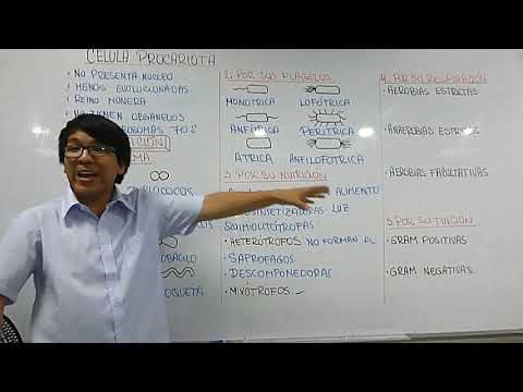 CÉLULA PROCARIOTA (BACTERIAS) // DAVID ERRE