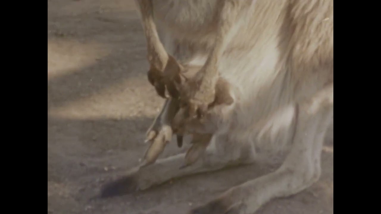 20º Doclisboa | Competição Portuguesa | Ultimate Bliss | Miguel de Jesus