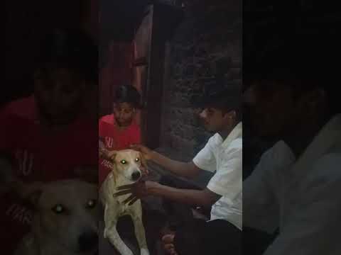 Pranav  yogesh kamble