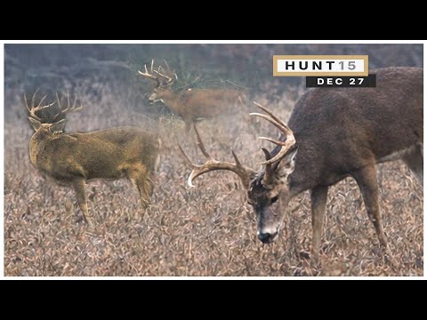 Bowhunting in Fog, Bucks Everywhere