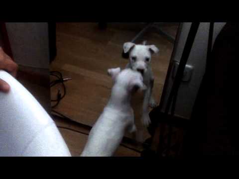 Darko peleando consigo mismo.