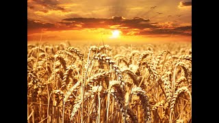 Peaceful Wheatfields || Music to  Relax ||  Meditation || Sound to relieve your stress