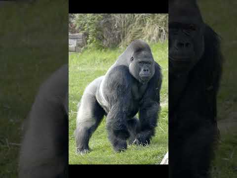 #cryptids #real #animals #gorilla #scary #scarybeats #musicgenre #hauntedbeats #creepy #A #haunt