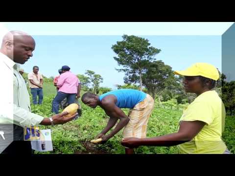 , title : 'JIS Feature - Support for Irish Potato Farmers - November 24, 2016'