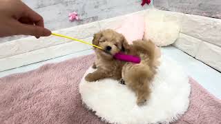 ハーフ犬の動画01