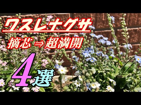 沼地の忘れな草 植物