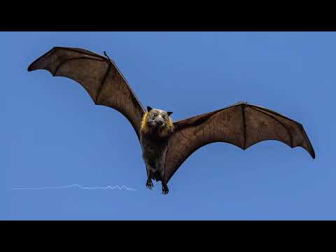 Grey-headed Flying Fox Sounds - The calls of flying foxes (fruit bats)