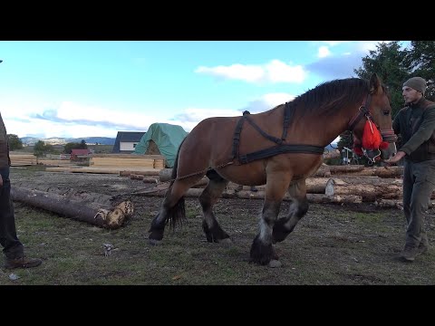 Caii lui Mircea de la Marisel, Cluj - 2024 Nou!!!