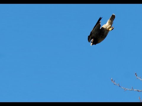 Red Tail Hawks Flirting Surprise Dive BOMB Swoop