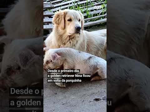 Porca e cachorra fazem amizade inusitada em fazenda no Rio Grande do Sul