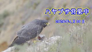 【4K HDR】ハヤブサ営巣中  Peregrine Falcon　2026/04/30 早朝  #ハヤブサ  #peregrinefalcon #ranchopalosverdes