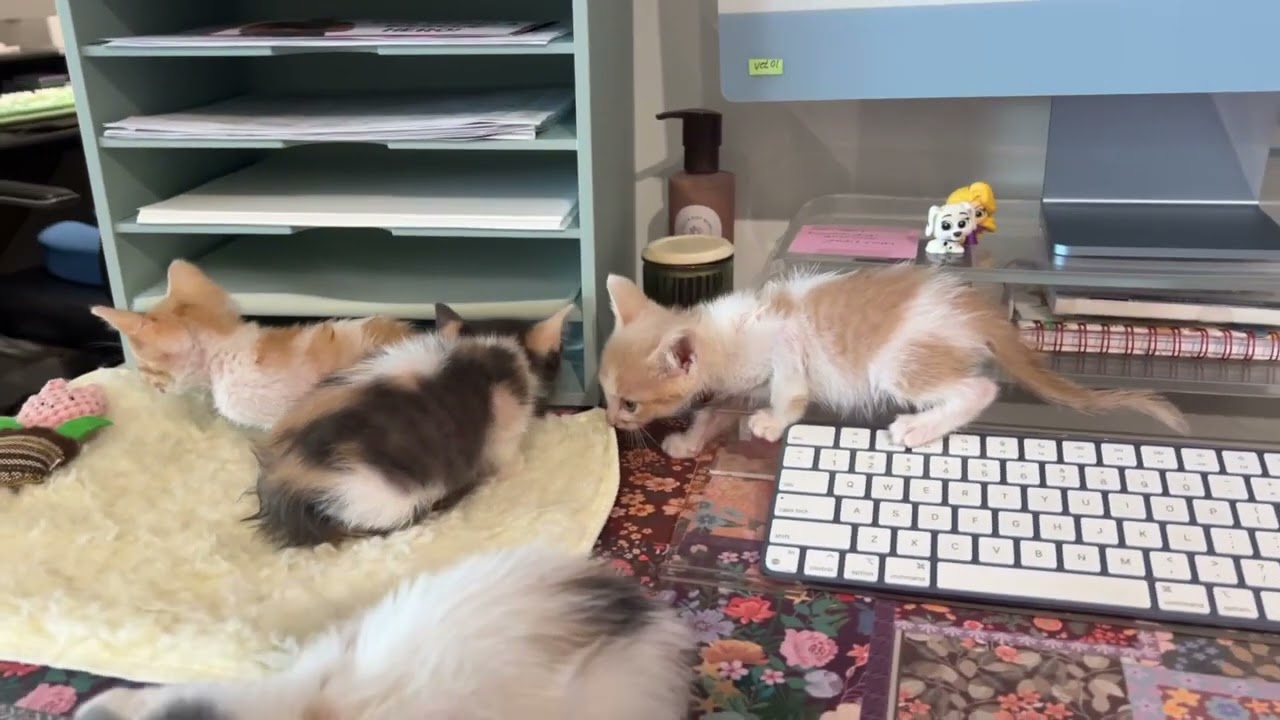 Enlarge Mimosa, a Adoptable Domestic Short Hair in San Antonio, TX video 4/4