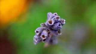 How to Save Lavender Seeds