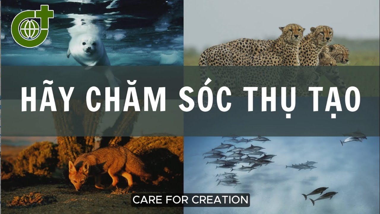 HÃY CHĂM SÓC THỤ TẠO theo tinh thần Laudato Sí | Văn phòng JPIC - SVD - Việt Nam