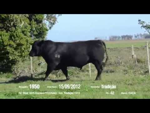 14º Remate Só Angus - Tradição. Tat.: 1950