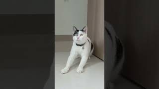 Download lagu cute#cat #shorts #viral #comedy #trending 🥰🥰🥰https://youtube.com/shorts/y6kwZPbBw8o?si=Kg3OQZvY9d5Y mp3 Download lagu cute#cat #shorts #viral #comedy #trending 🥰🥰🥰https://youtube.com/shorts/y6kwZPbBw8o?si=Kg3OQZvY9d5Y mp3