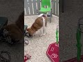 Akita dogs for sale: Akita Puppy 1 - Video 1
