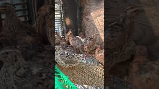 Download lagu Suara Burung Puyuh mp3 Download lagu Suara Burung Puyuh mp3