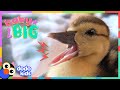Watch This Duck Hatch From Her Egg And Grow SO BIG Dodo Kids Baby 2 Big
