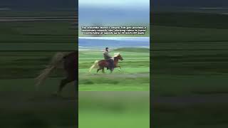 The Icelandic Horse's Unique Tölt Gait
