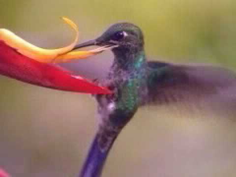 download lagu mp3 mp4 Fly Backward Bird, download lagu Fly Backward Bird gratis, unduh video klip Fly Backward Bird