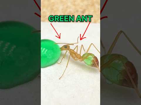 I DYED my Ant GREEN!!