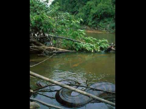 Anaconda volta aparecer no Rio Juquiá