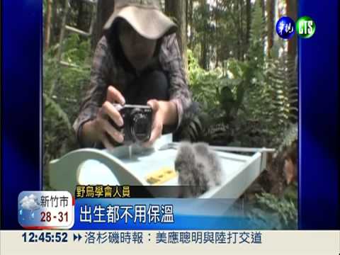 台灣特有貓頭鷹 "鵂鶹"成長日記