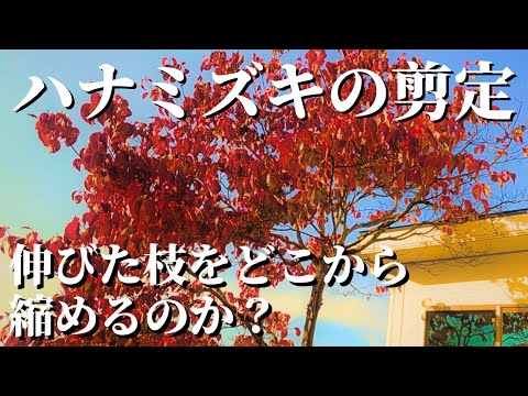 ハナミズキを正しく剪定する 植物