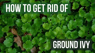 How to Get Rid of Ground Ivy (4 Easy Steps!)
