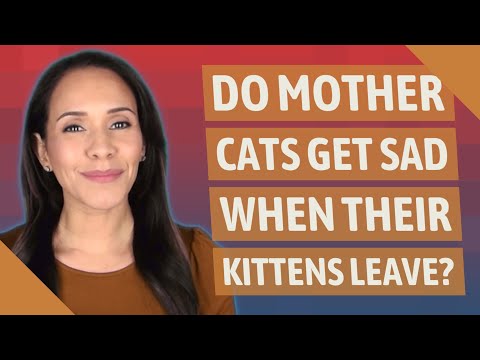 Do mother cats get sad when their kittens leave?