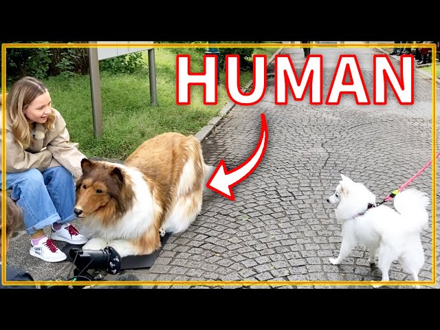 Dogs and people's reactions to seeing a realistic dog costume!