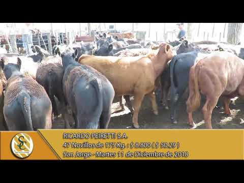 11-12-18 Venta de Machos - Ricardo Peiretti S.A. - San Jorge